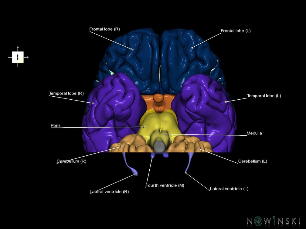 G7.T2.1-12.V6.Dp-50.C2.L1.Brain posterior cut–Cerebral ventricles