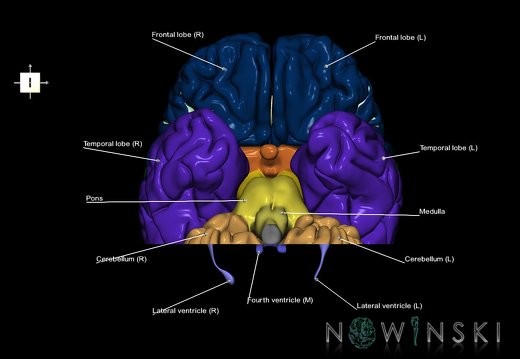 G7.T2.1-12.V6.Dp-50.C2.L1.Brain posterior cut–Cerebral ventricles