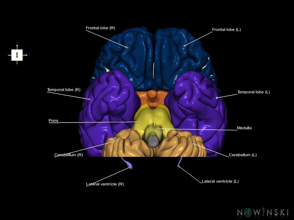 G7.T2.1-12.V6.Dp-60.C2.L1.Brain posterior cut–Cerebral ventricles