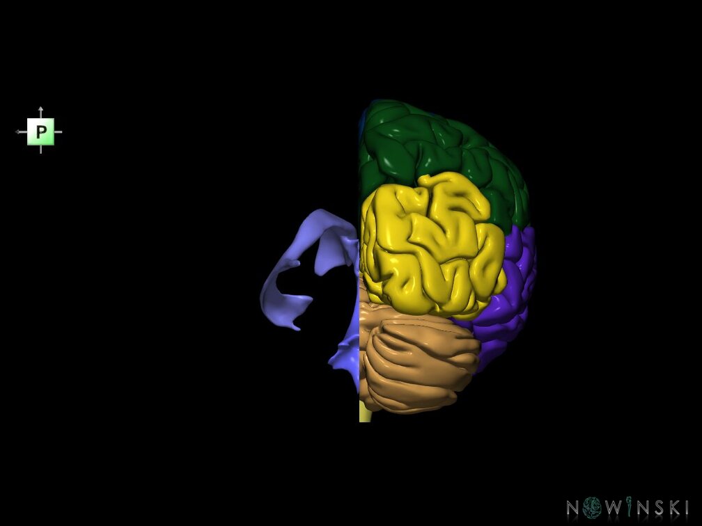 G7.T2.1-12.V3.Dl00.C2.L0.Brain left cut–Cerebral ventricles