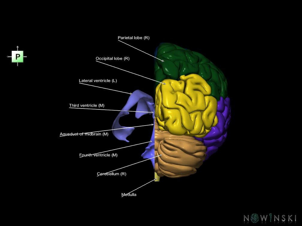 G7.T2.1-12.V3.Dl00.C2.L1.Brain left cut–Cerebral ventricles