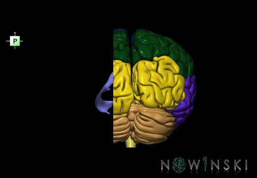 G7.T2.1-12.V3.Dl20.C2.L0.Brain left cut–Cerebral ventricles