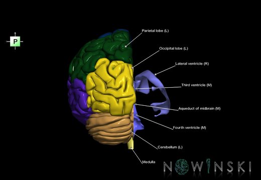 G7.T2.1-12.V3.Dr00.C2.L1.Brain right cut–Cerebral ventricles