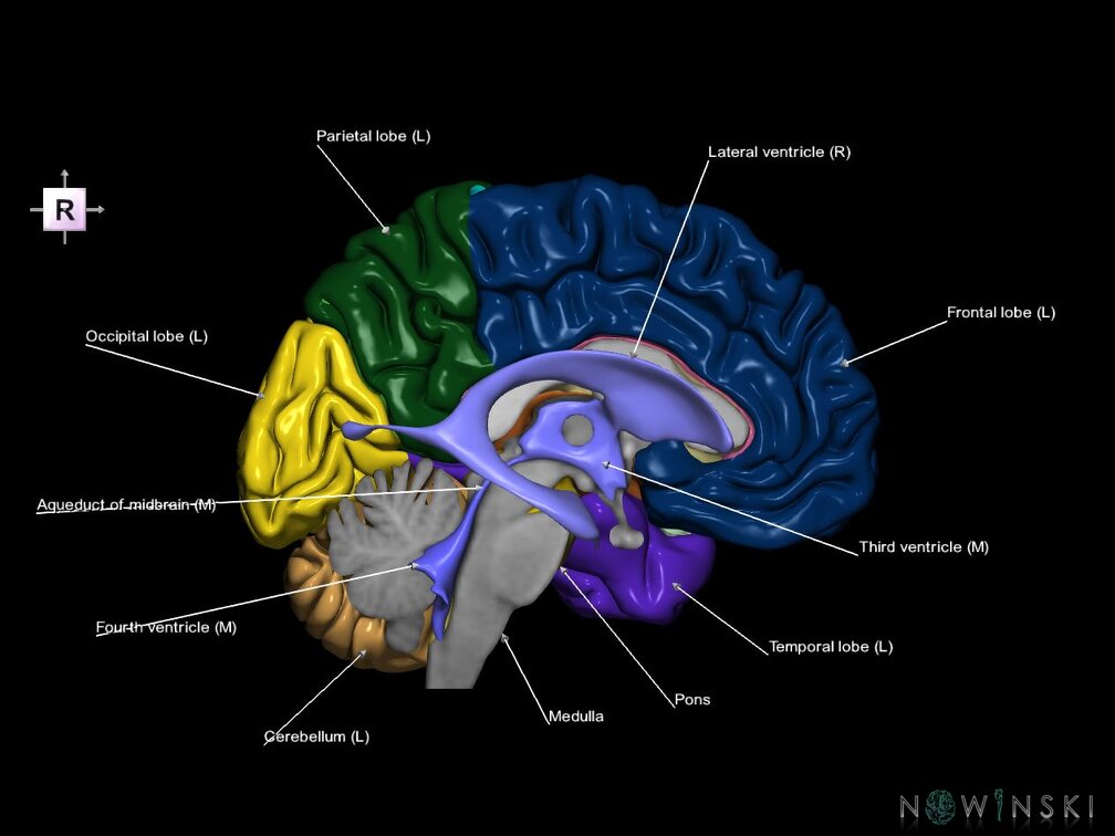 G7.T2.1-12.V4.Dr00.C2.L1.Brain right cut–Cerebral ventricles
