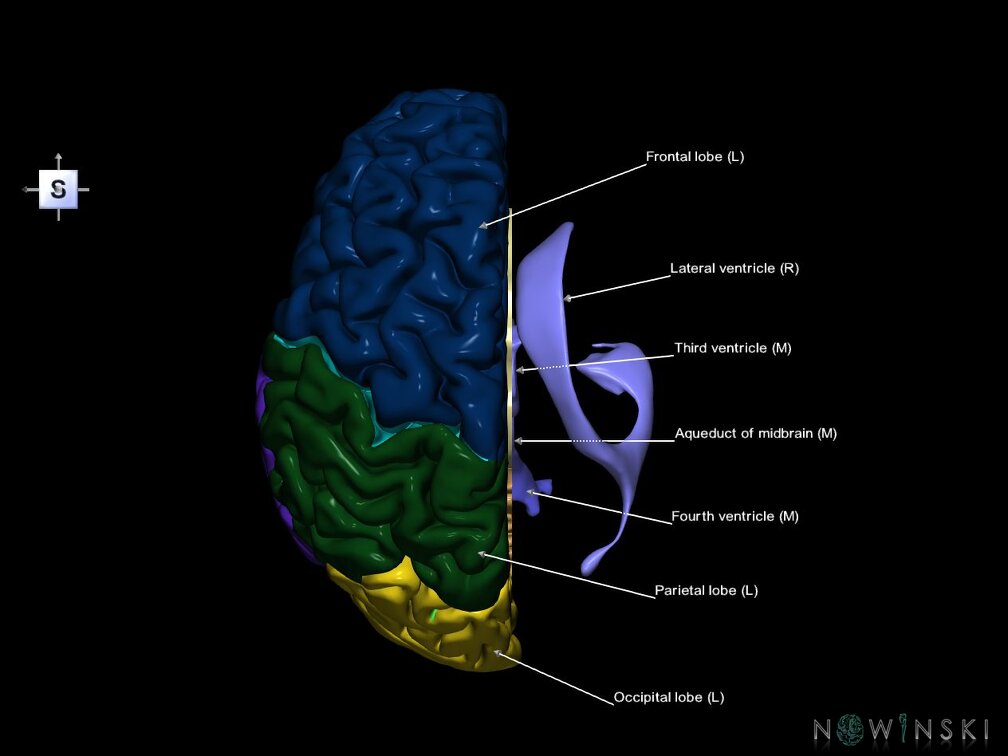 G7.T2.1-12.V5.Dr00.C2.L1.Brain right cut–Cerebral ventricles
