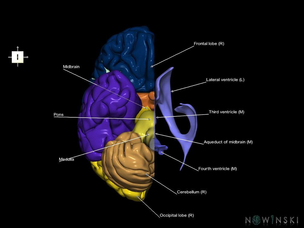 G7.T2.1-12.V6.Dl00.C2.L1.Brain left cut–Cerebral ventricles