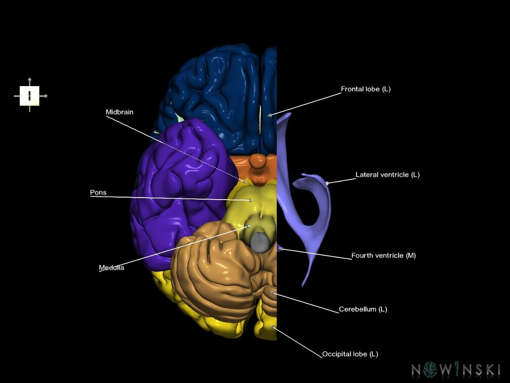 G7.T2.1-12.V6.Dl10.C2.L1.Brain left cut–Cerebral ventricles