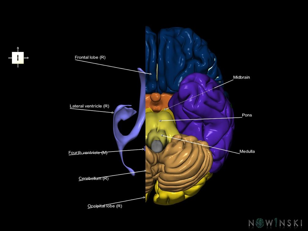 G7.T2.1-12.V6.Dr-10.C2.L1.Brain right cut–Cerebral ventricles