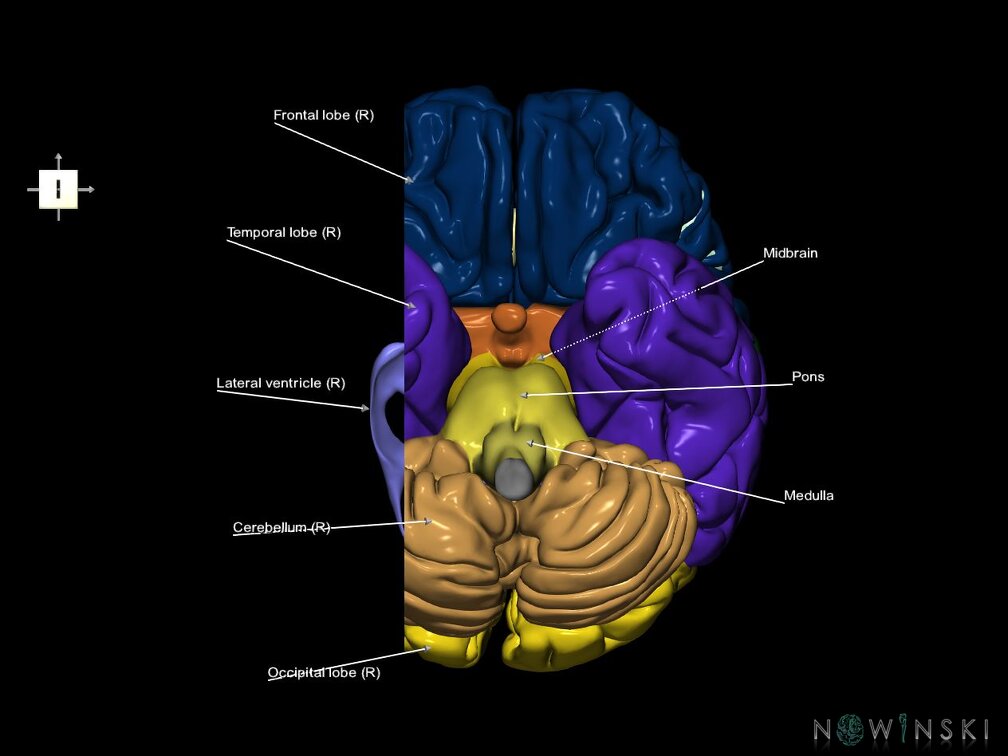 G7.T2.1-12.V6.Dr-30.C2.L1.Brain right cut–Cerebral ventricles