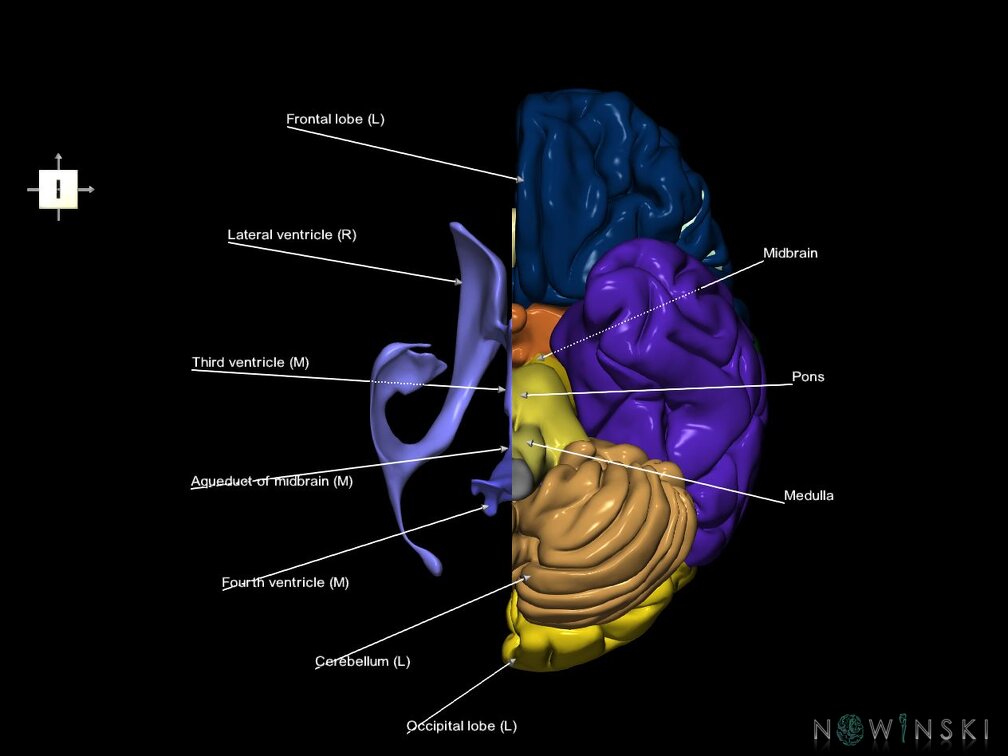 G7.T2.1-12.V6.Dr00.C2.L1.Brain right cut–Cerebral ventricles