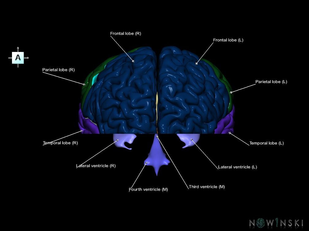 G7.T2.1-12.V1.Di-10.C2.L1.Brain inferior cut–Cerebral ventricles