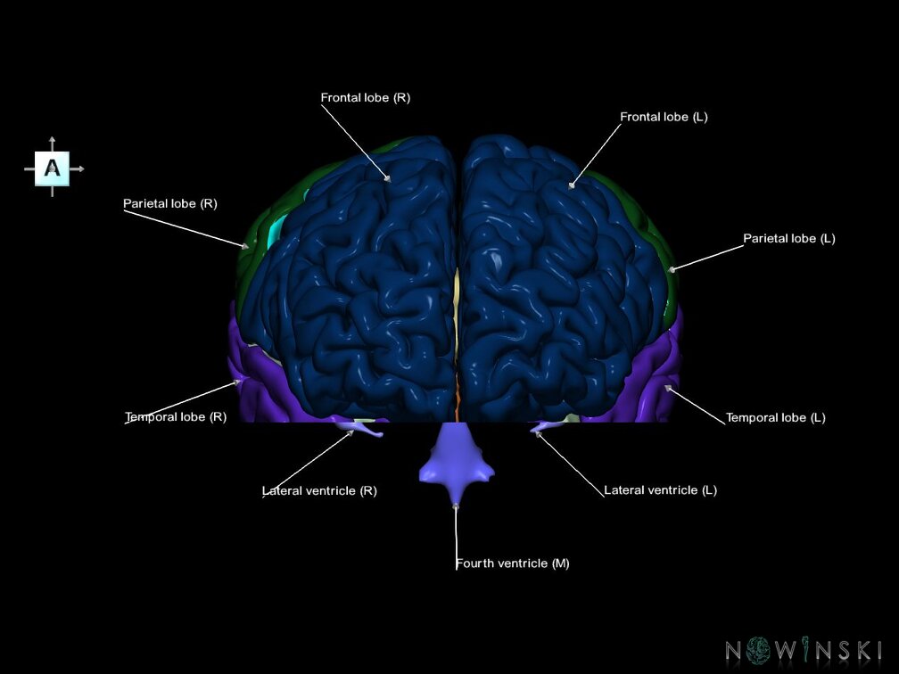 G7.T2.1-12.V1.Di-20.C2.L1.Brain inferior cut–Cerebral ventricles