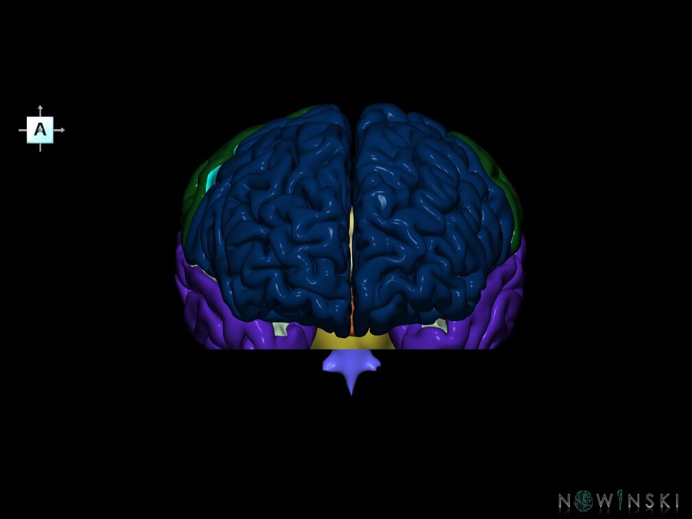 G7.T2.1-12.V1.Di-30.C2.L0.Brain inferior cut–Cerebral ventricles