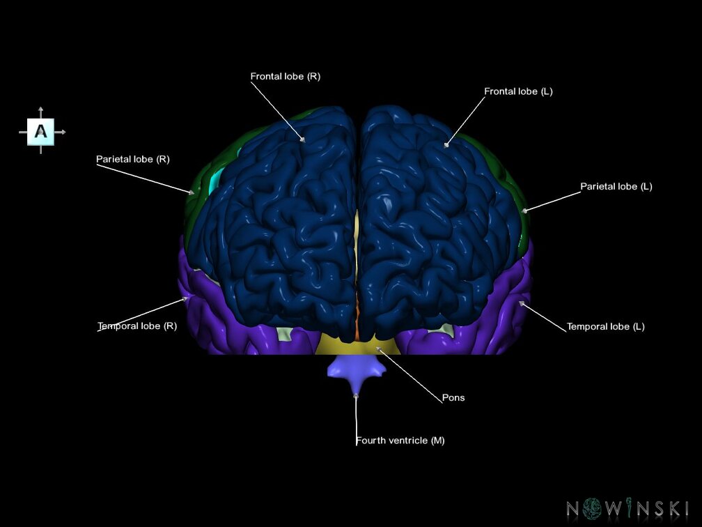 G7.T2.1-12.V1.Di-30.C2.L1.Brain inferior cut–Cerebral ventricles