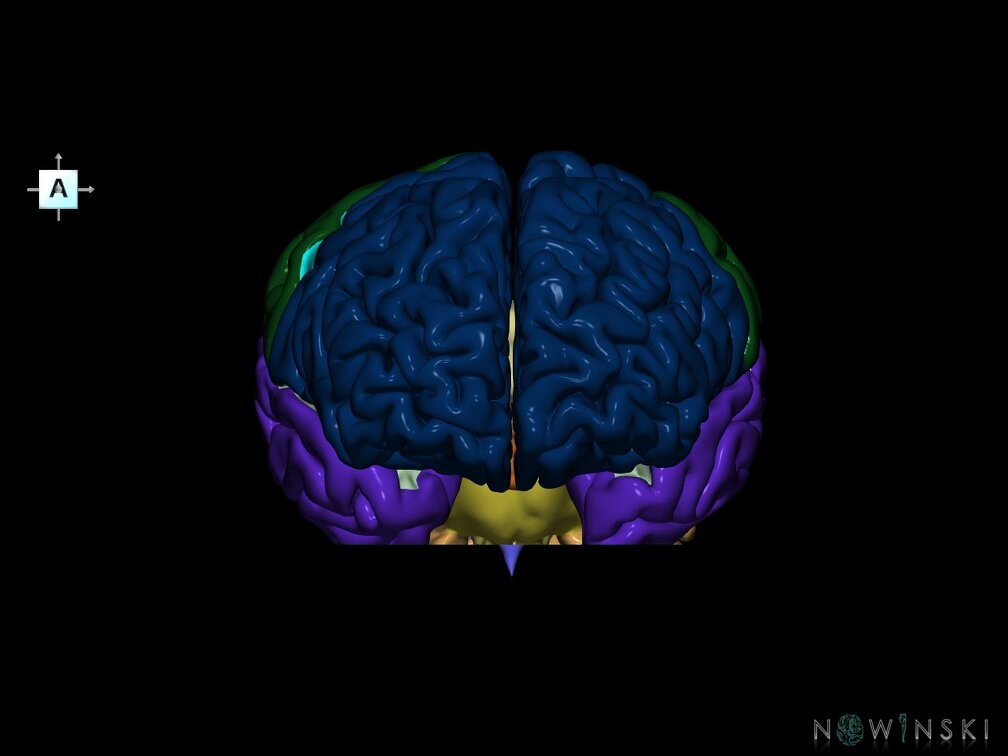 G7.T2.1-12.V1.Di-40.C2.L0.Brain inferior cut–Cerebral ventricles