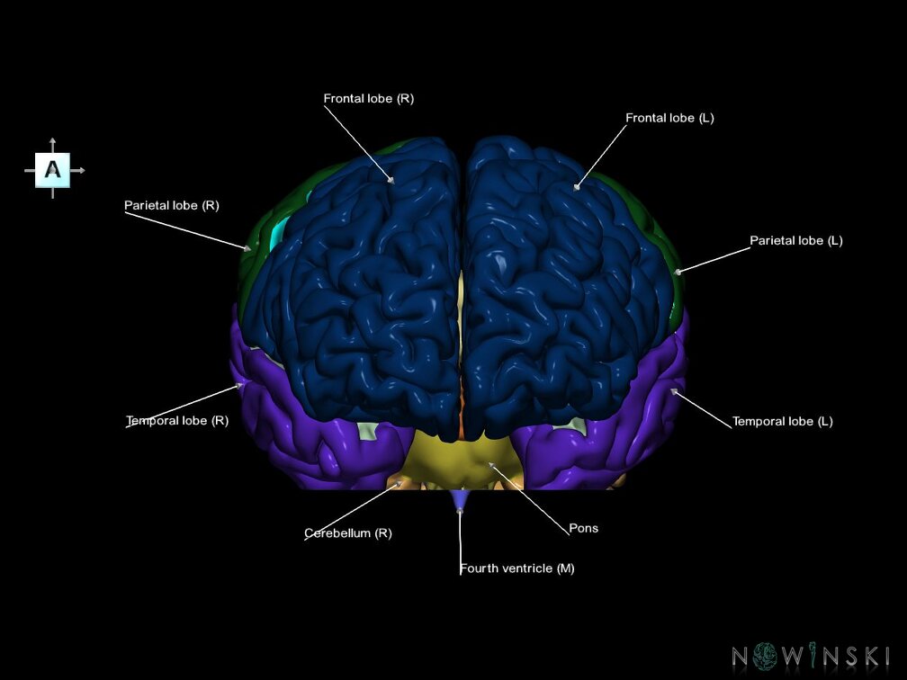 G7.T2.1-12.V1.Di-40.C2.L1.Brain inferior cut–Cerebral ventricles