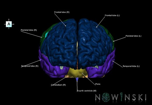 G7.T2.1-12.V1.Di-40.C2.L1.Brain inferior cut–Cerebral ventricles