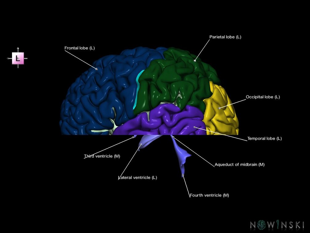 G7.T2.1-12.V2.Di-10.C2.L1.Brain inferior cut–Cerebral ventricles