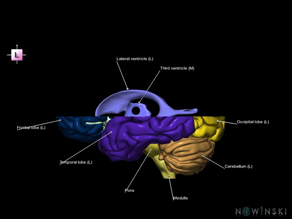 G7.T2.1-12.V2.Ds00.C2.L1.Brain superior cut–Cerebral ventricles