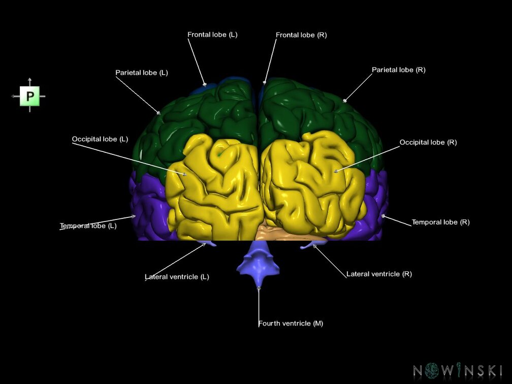 G7.T2.1-12.V3.Di-20.C2.L1.Brain inferior cut–Cerebral ventricles