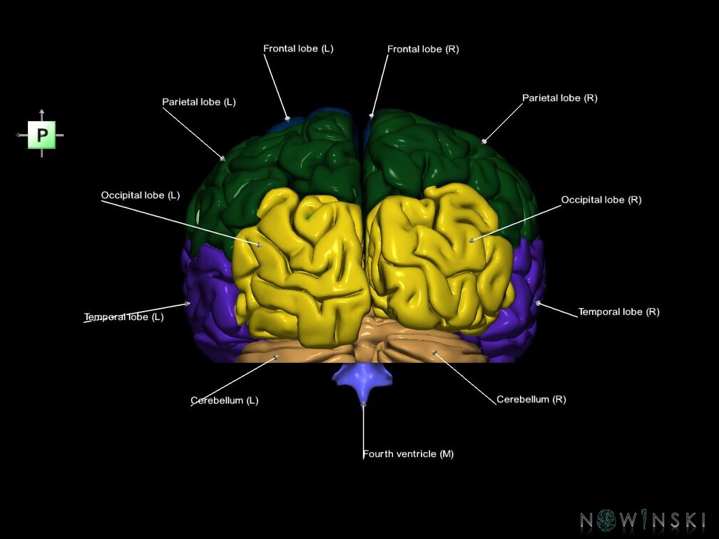 G7.T2.1-12.V3.Di-30.C2.L1.Brain inferior cut–Cerebral ventricles