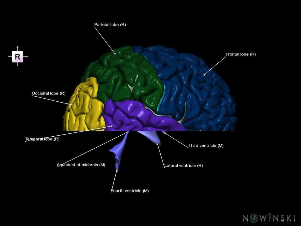 G7.T2.1-12.V4.Di-10.C2.L1.Brain inferior cut–Cerebral ventricles