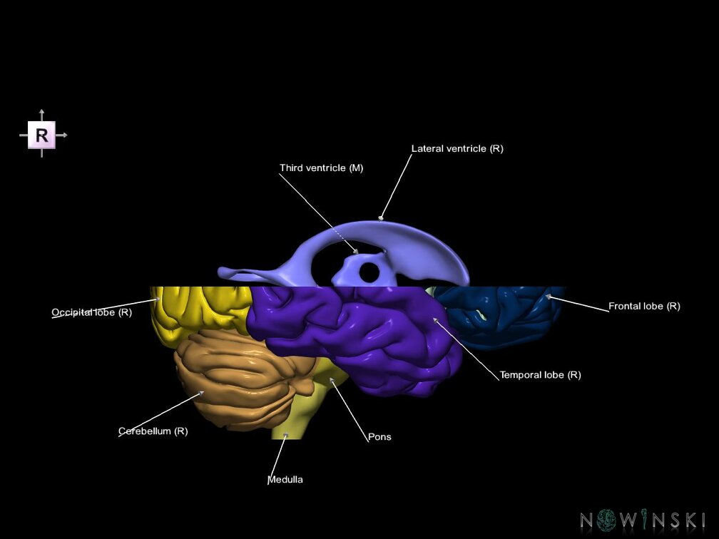 G7.T2.1-12.V4.Ds00.C2.L1.Brain superior cut–Cerebral ventricles