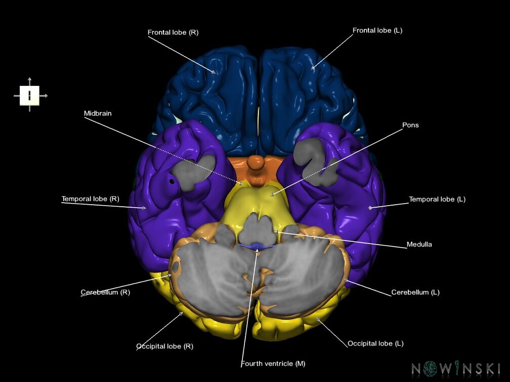 G7.T2.1-12.V6.Di-40.C2.L1.Brain inferior cut–Cerebral ventricles