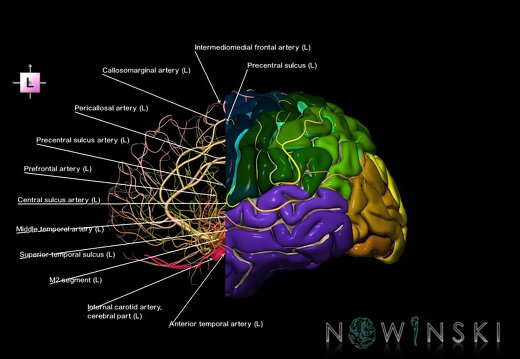 G7T3.1-15.2.W.Cerebrum AP Cut-IntracranialArteries