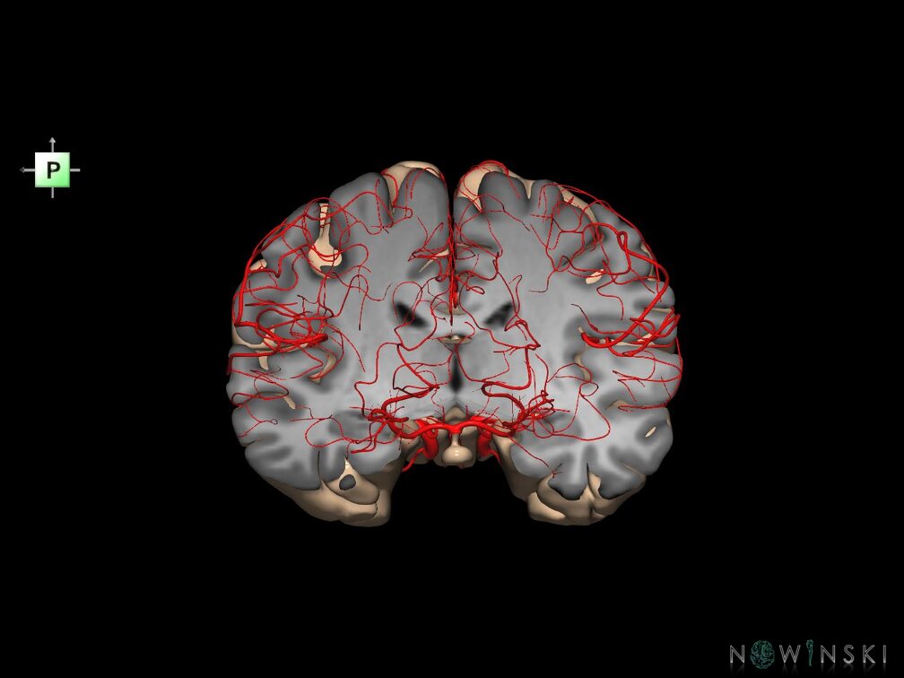 G7.T3.1-15.2.V3.Dp-20.C1.L0.Whole cerebrum antero-posterior cut–All intracranial arteries