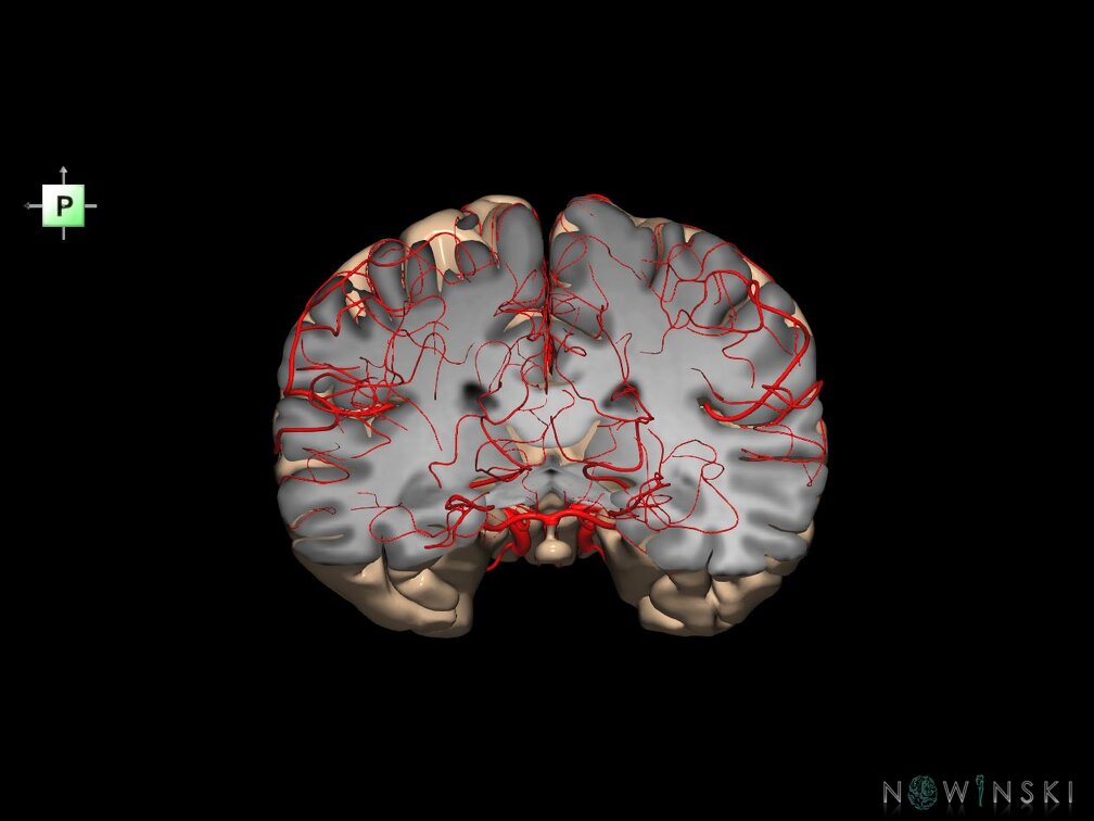 G7.T3.1-15.2.V3.Dp-30.C1.L0.Whole cerebrum antero-posterior cut–All intracranial arteries