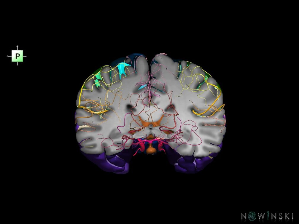G7.T3.1-15.2.V3.Dp-30.C4-2.L0.Whole cerebrum antero-posterior cut–All intracranial arteries
