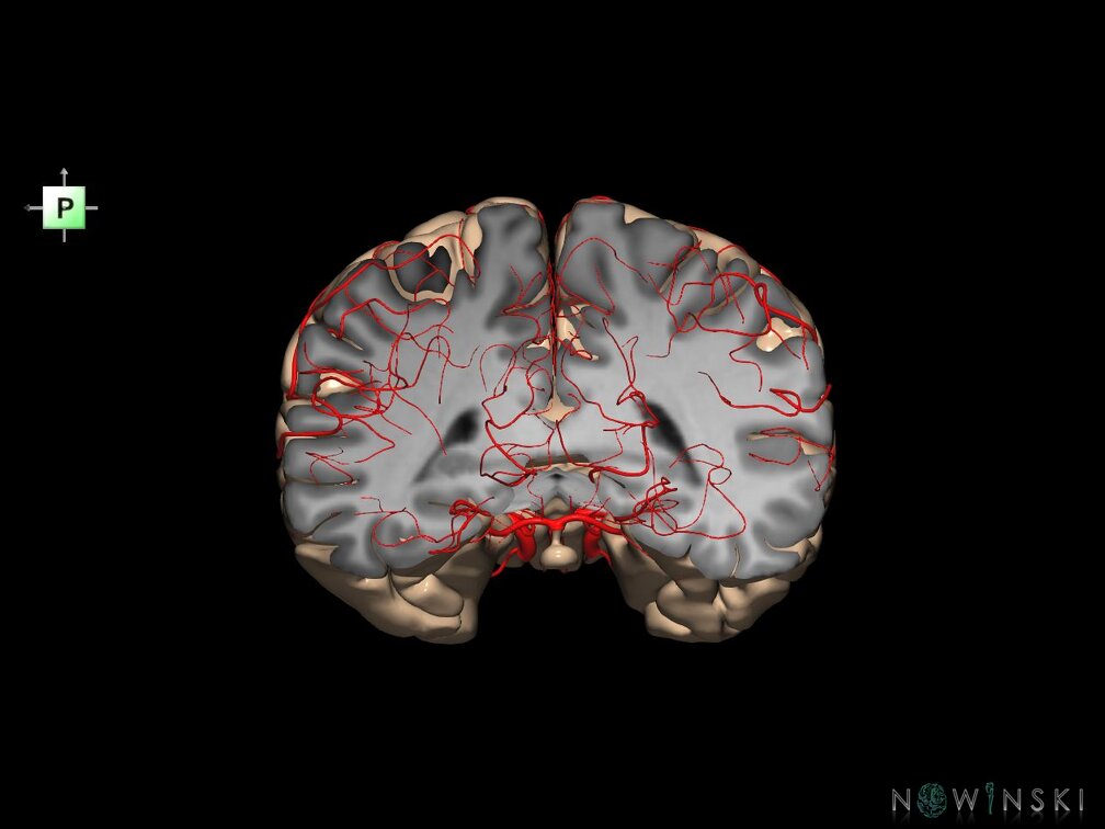 G7.T3.1-15.2.V3.Dp-40.C1.L0.Whole cerebrum antero-posterior cut–All intracranial arteries