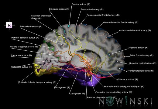 G7T3.1-15.2.CerebrumRightCut-IntracranialArteries