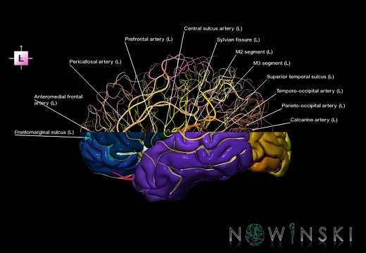 G7T3.1-15.2.W.Cerebrum SI Cut-IntracranialArteries