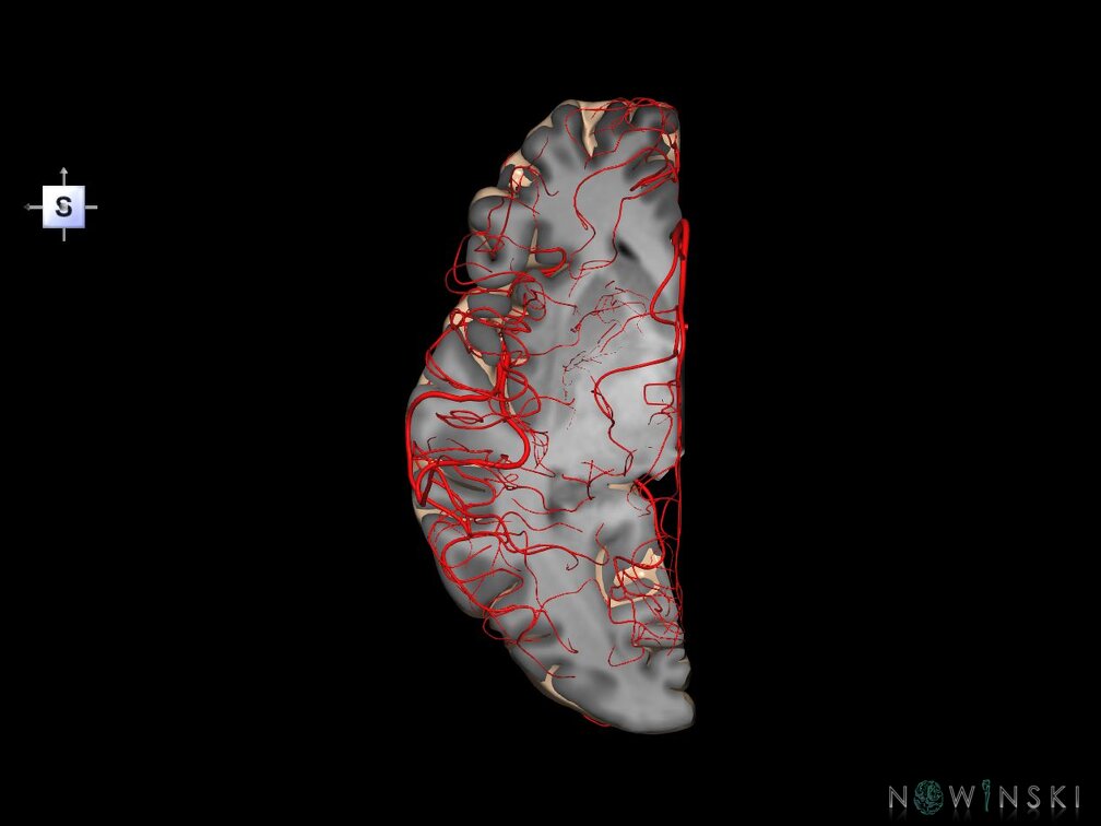 G7.T3.2-15.3.V5.Ds00.C1.L0.Left cerebrum supero-inferior cut–Left intracranial arteries