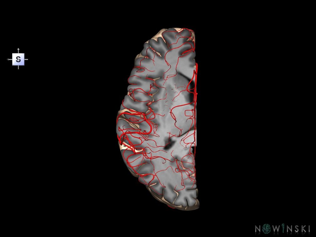 G7.T3.2-15.3.V5.Ds10.C1.L0.Left cerebrum supero-inferior cut–Left intracranial arteries