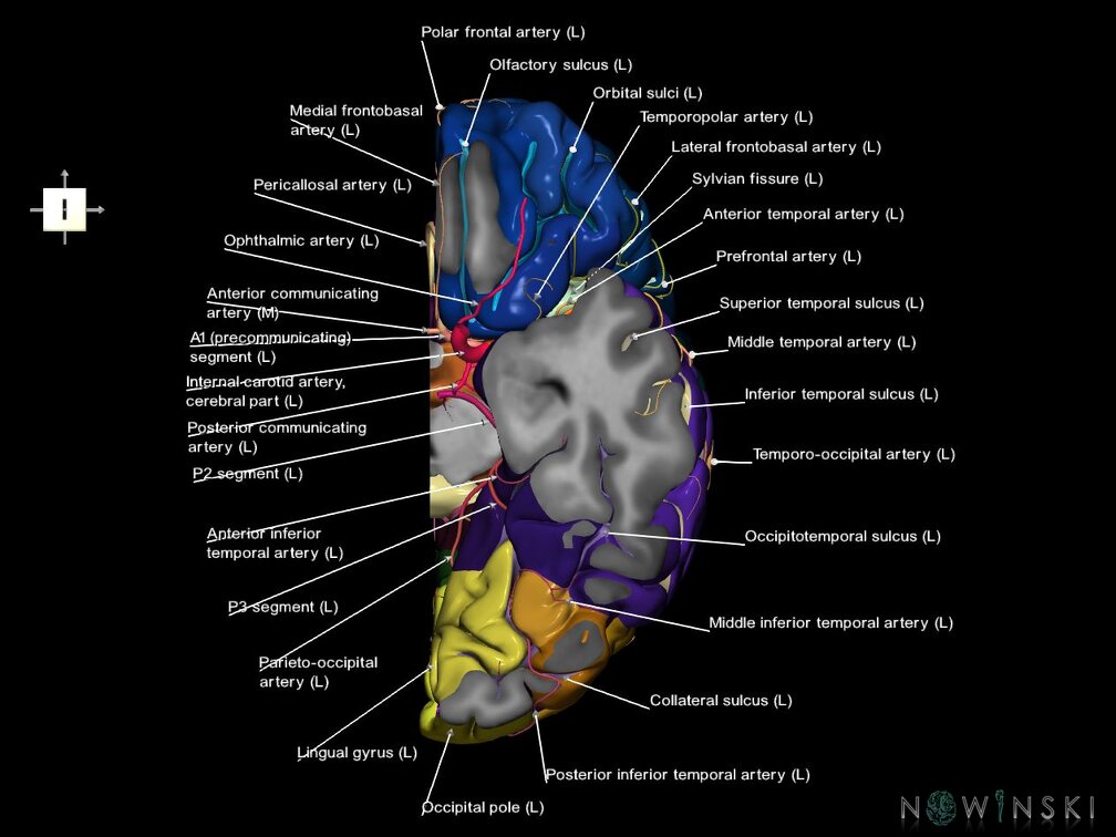G7.T3.2-15.3.V6.Di-20.C4-2.L1.Left cerebrum supero-inferior cut–Left intracranial arteries