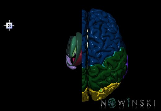 G73.1-11.CerebrumLeftRightCut-DeepNuclei
