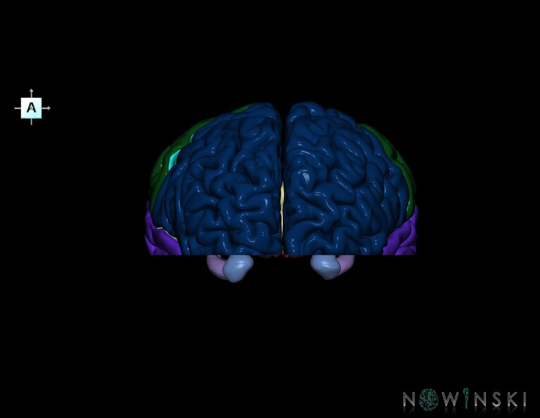G7.T3.1-11.V1.Di-10.C2.L0.Cerebrum_inferior_cut–Deep_nuclei.tiff