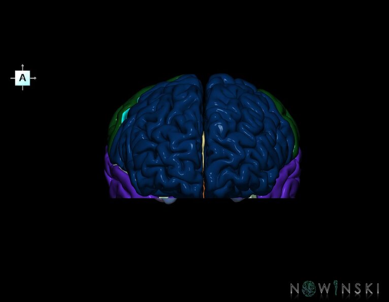 G7.T3.1-11.V1.Di-20.C2.L0.Cerebrum_inferior_cut–Deep_nuclei.tiff