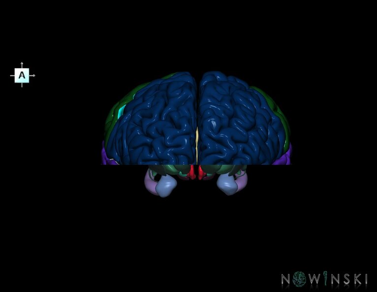 G7.T3.1-11.V1.Di00.C2.L0.Cerebrum_inferior_cut–Deep_nuclei.tiff
