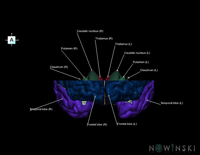 G7.T3.1-11.V1.Ds10.C2.L1.Cerebrum_superior_cut–Deep_nuclei.tiff