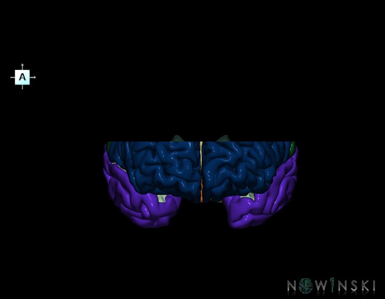 G7.T3.1-11.V1.Ds20.C2.L0.Cerebrum_superior_cut–Deep_nuclei.tiff