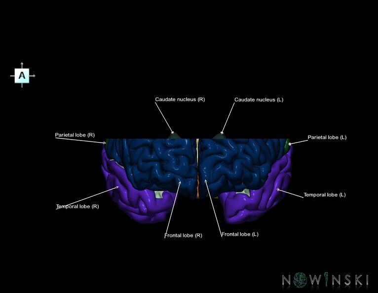 G7.T3.1-11.V1.Ds20.C2.L1.Cerebrum_superior_cut–Deep_nuclei.tiff