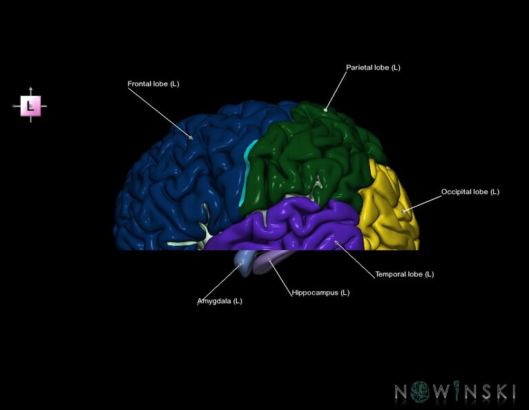 G7.T3.1-11.V2.Di-10.C2.L1.Cerebrum_inferior_cut–Deep_nuclei.tiff
