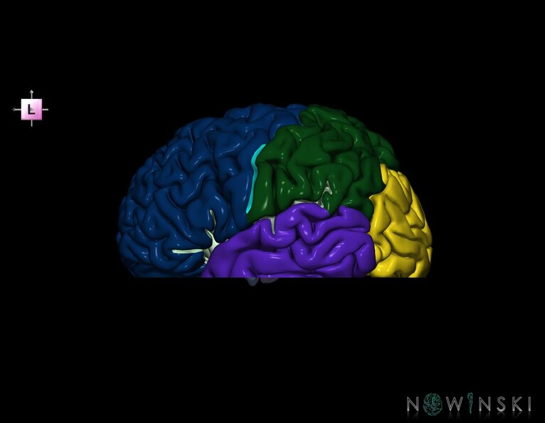 G7.T3.1-11.V2.Di-20.C2.L0.Cerebrum_inferior_cut–Deep_nuclei.tiff
