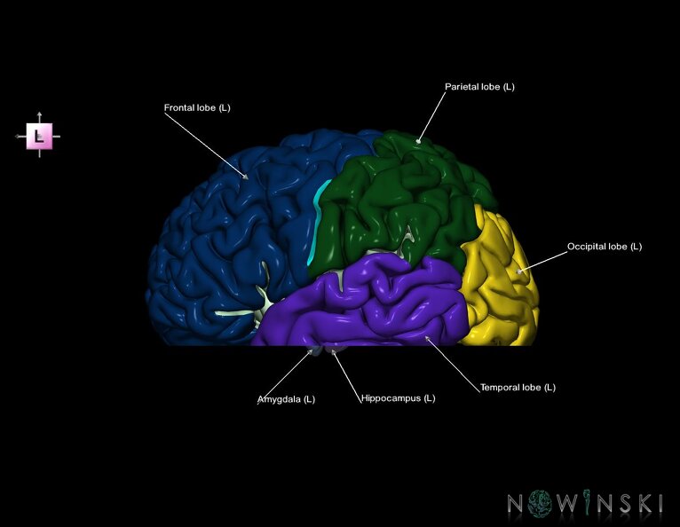 G7.T3.1-11.V2.Di-20.C2.L1.Cerebrum_inferior_cut–Deep_nuclei.tiff