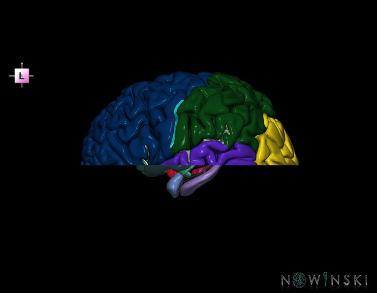 G7.T3.1-11.V2.Di00.C2.L0.Cerebrum_inferior_cut–Deep_nuclei.tiff