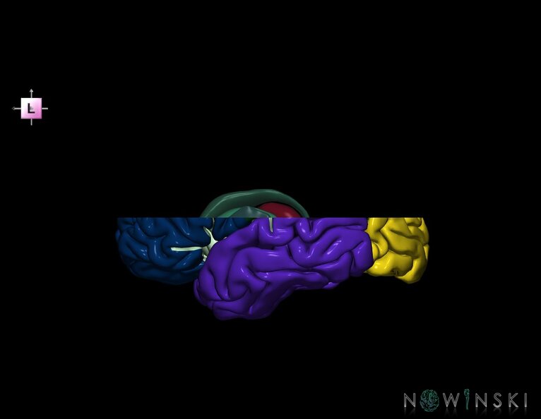 G7.T3.1-11.V2.Ds10.C2.L0.Cerebrum_superior_cut–Deep_nuclei.tiff